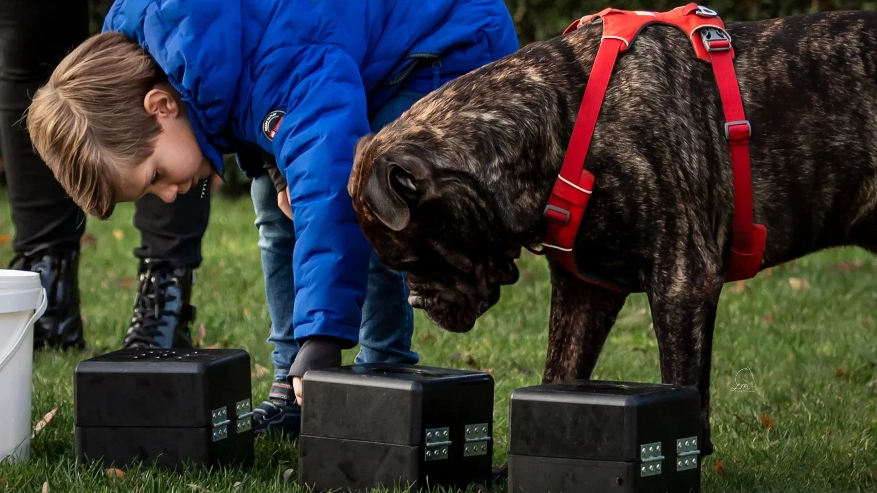 Hans Roijakkers - Haro Dog Training met zijn bullmastiff en zoon tijdens detectie training hondentraining in limburg