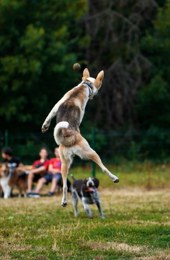 Can Old Dogs Learn New Tricks?