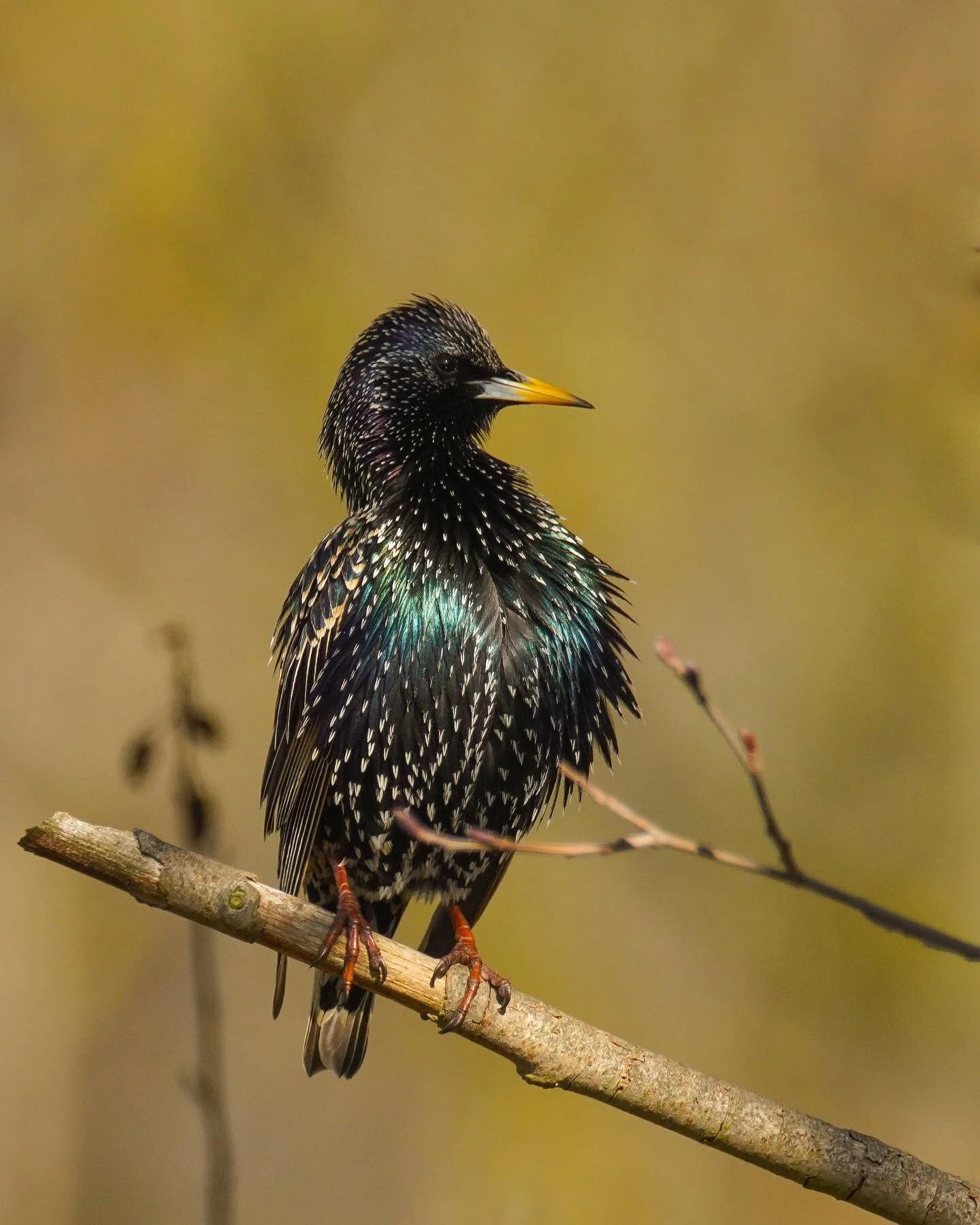 Der Star unter den V&ouml;geln
Starling 
#star #wildlifephotography #starling #bird_brilliance #naturephotography #wildlife_perfection #bird_brilliance #lbv_bayern #outdoor #springtime #sunny #portrait #sonyphotography #sonyalpha #vogelfotografie #bi