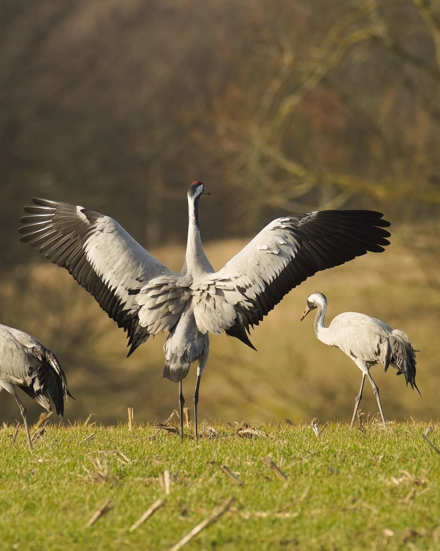 Spread your wings and fly! 
Der Kranich macht sich warm f&uuml;r die Weiterreise.

#kranich #birdphotography #wildlifephotography #wildlife_perfection #outdoor #travelphotography #naturelovers #wildesdeutschland #bird_brilliance 
#birdlovers #sonypho