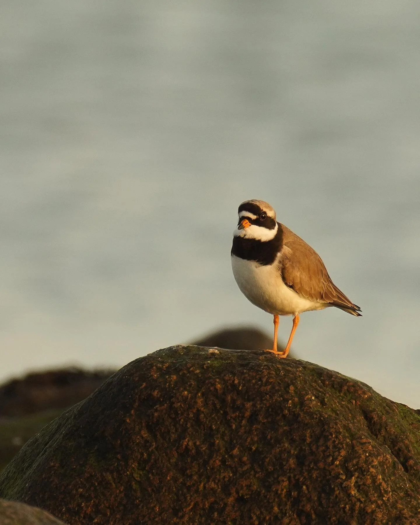 Der Sandregenpfeifer posiert am Strand in der Morgensonne. 

Common ringed plover basking in the morning sun. 
#sandregenpfeifer #ringedplover #birdsphotography #wildlifephotography #wildlifeplanet #animalslover #nuts_about_birds #nuts_about_wildlife
