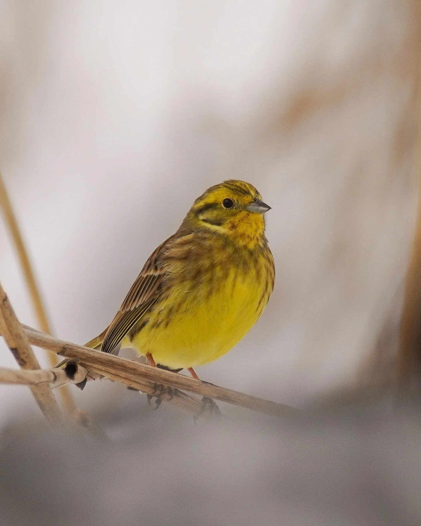 Die Goldammer im Morgenlicht mit dem letzten Schnee im Hintergrund 

#goldammer #vogel #wildlifephotography #naturephotography #wildlifeplanet #nuts_about_birds #birding #golden #outdoor #wildlife #wildesbayern #lbv_bayern #sonyphotography #sonyalpha