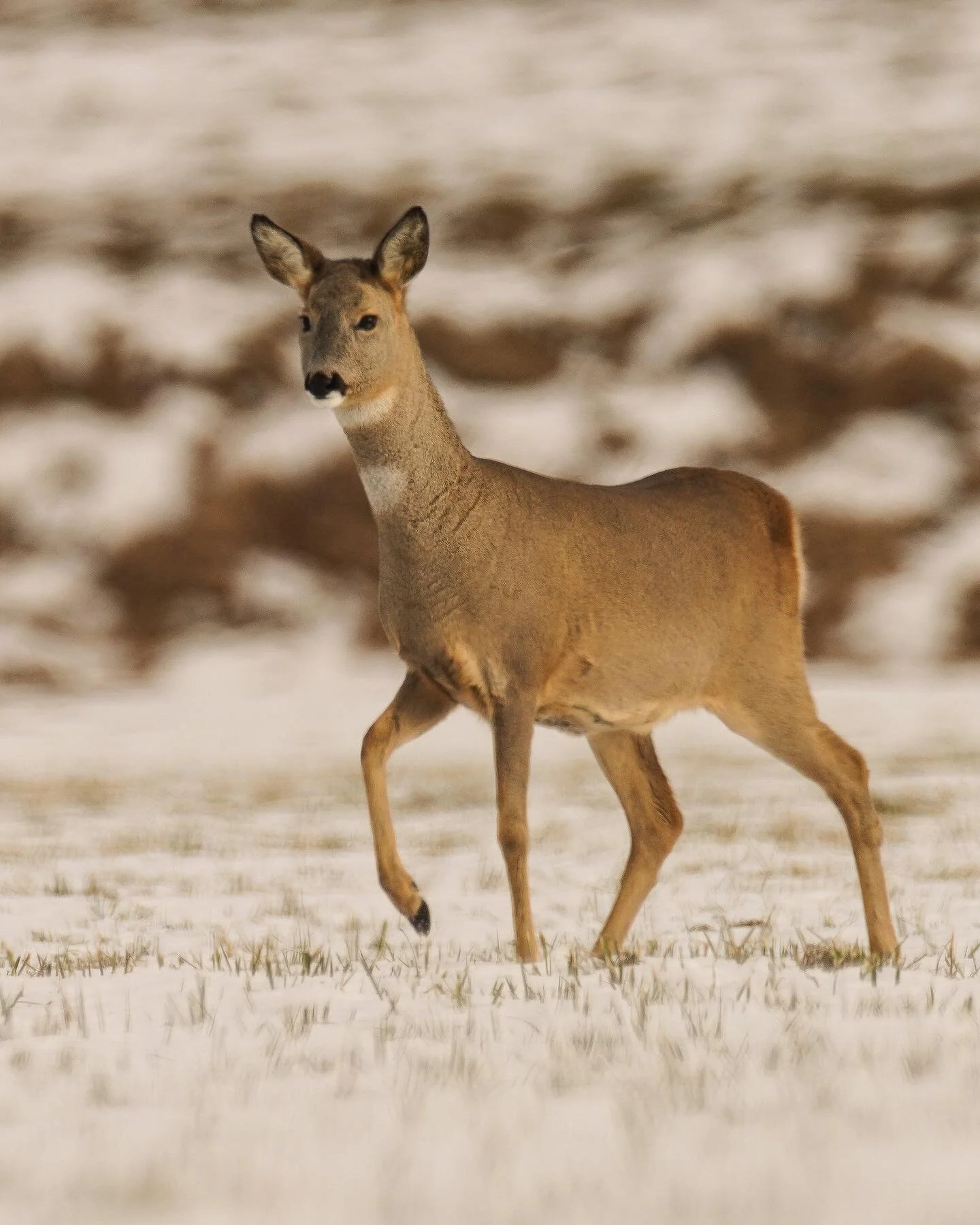 Deer in the afternoon sun. 

#deer #reh #wildlife #wildesdeutschland #animalphotography #wildlifeplanet #wild #outdoor #naturephotography #winter #wintersun #sonyalpha #sonyphotography #bayern #snow