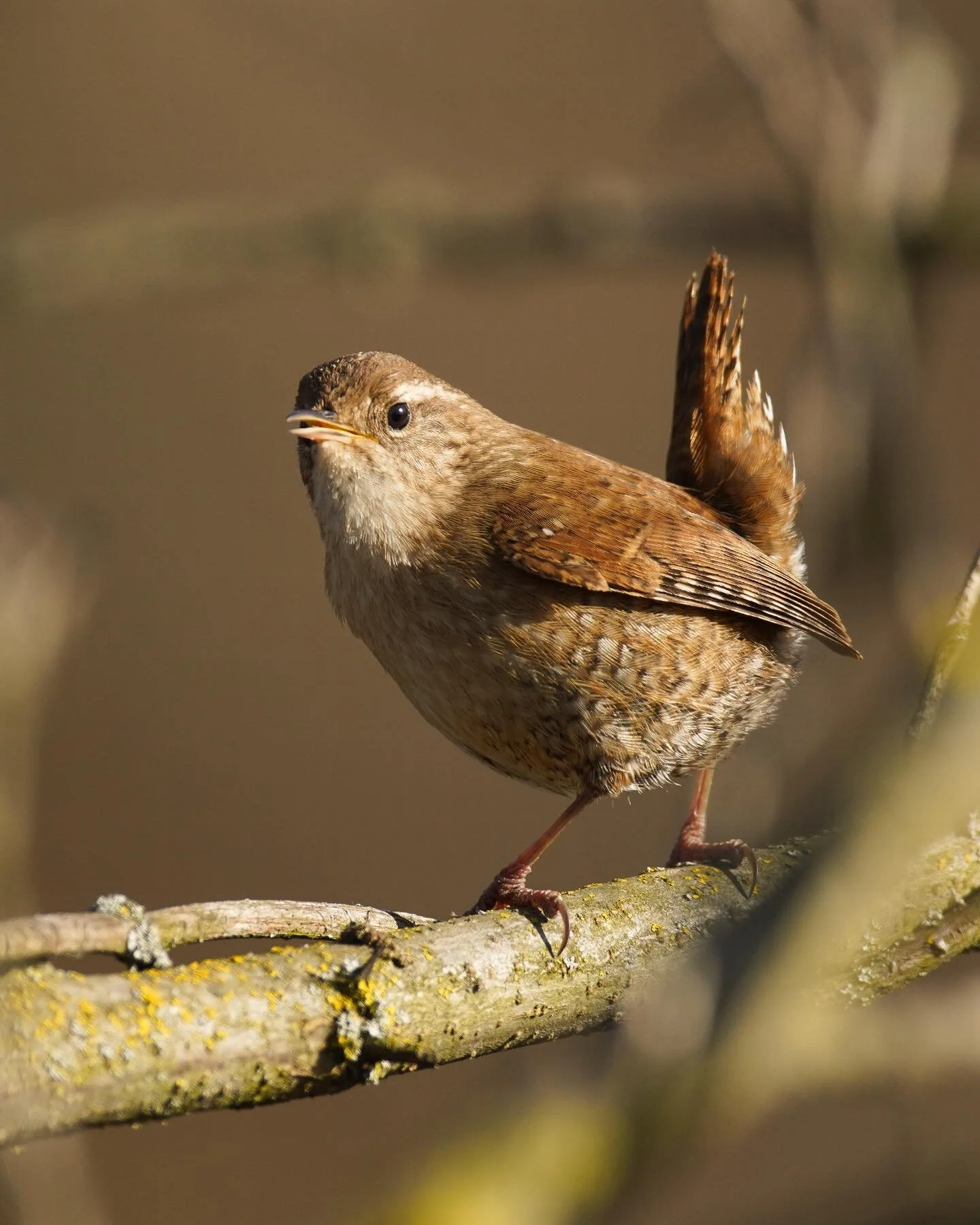 Ein kleiner K&ouml;nig - Zaunk&ouml;nig 

&mdash;&mdash;&mdash;&mdash;&mdash;&mdash;&mdash;&mdash;&mdash;&mdash;&mdash;&mdash;&mdash;&mdash;&mdash;&mdash;&mdash;&mdash;&mdash;&mdash;
#zaunk&ouml;nig #birdphotography #wildlifephotography #wildlifeplan