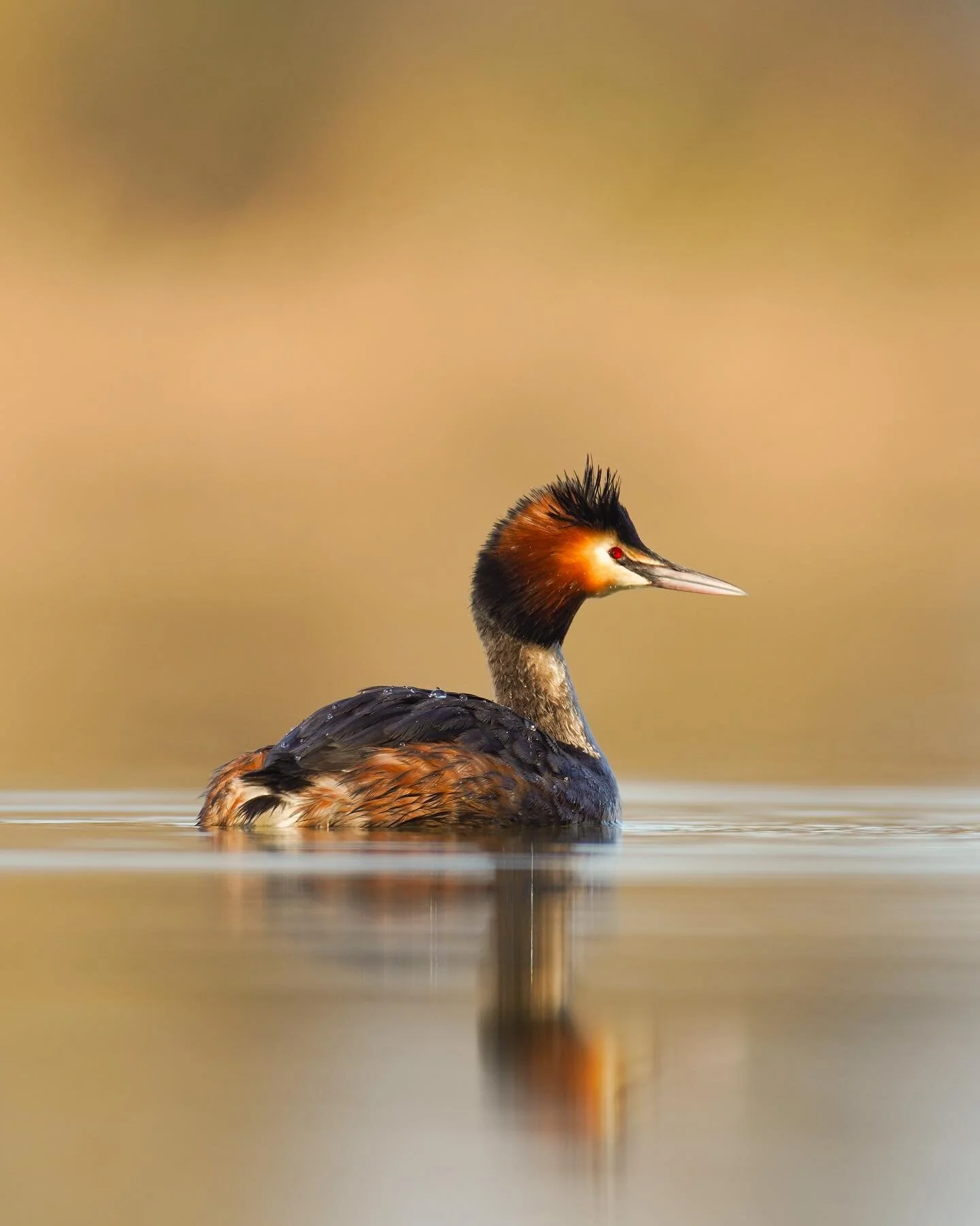 Der Haubentaucher - the Great Created Grebe 

&mdash;&mdash;&mdash;&mdash;&mdash;&mdash;&mdash;&mdash;&mdash;&mdash;&mdash;&mdash;&mdash;&mdash;&mdash;&mdash;&mdash;&mdash;
#haubentaucher #birdsphotography #wildlifephotography #vogelfotografie #natur