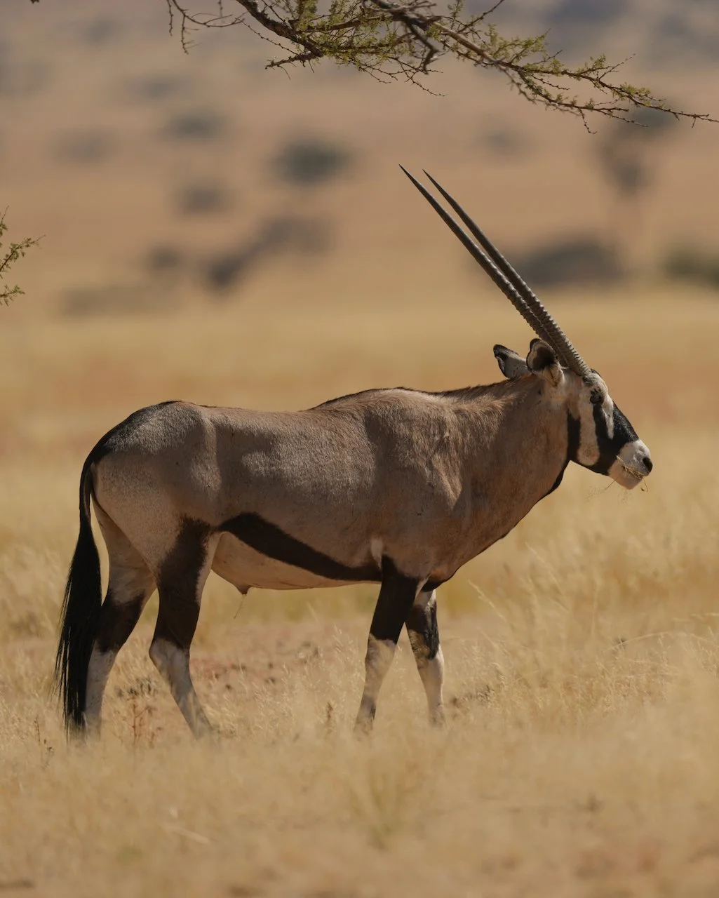 Oryx Antilope