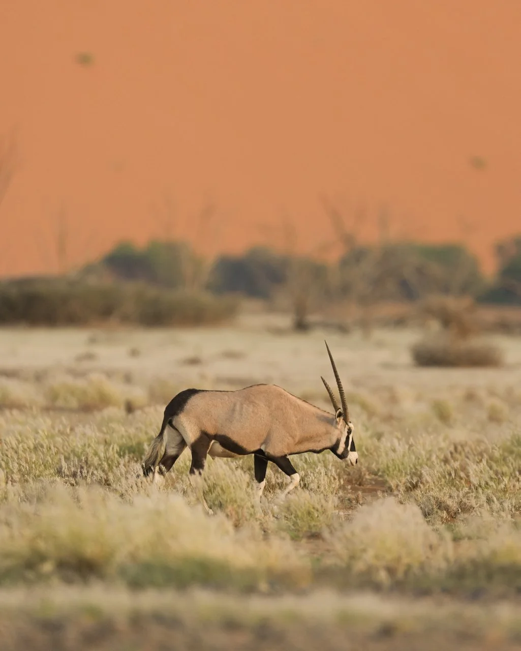 Oryx Antilope