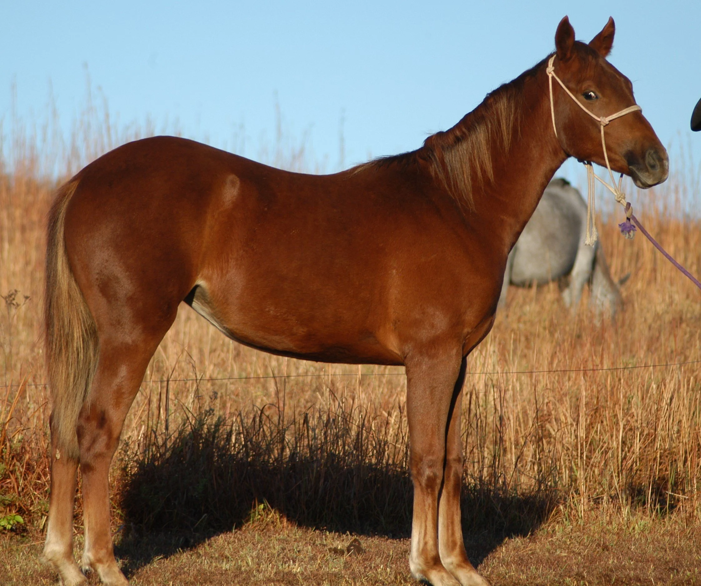 Quarter Horses