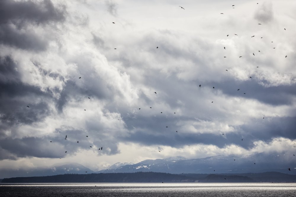  As it was very windy, tons of gulls and eagles were soaring above the bluffs as the storm clouds rolled across the ocean. 