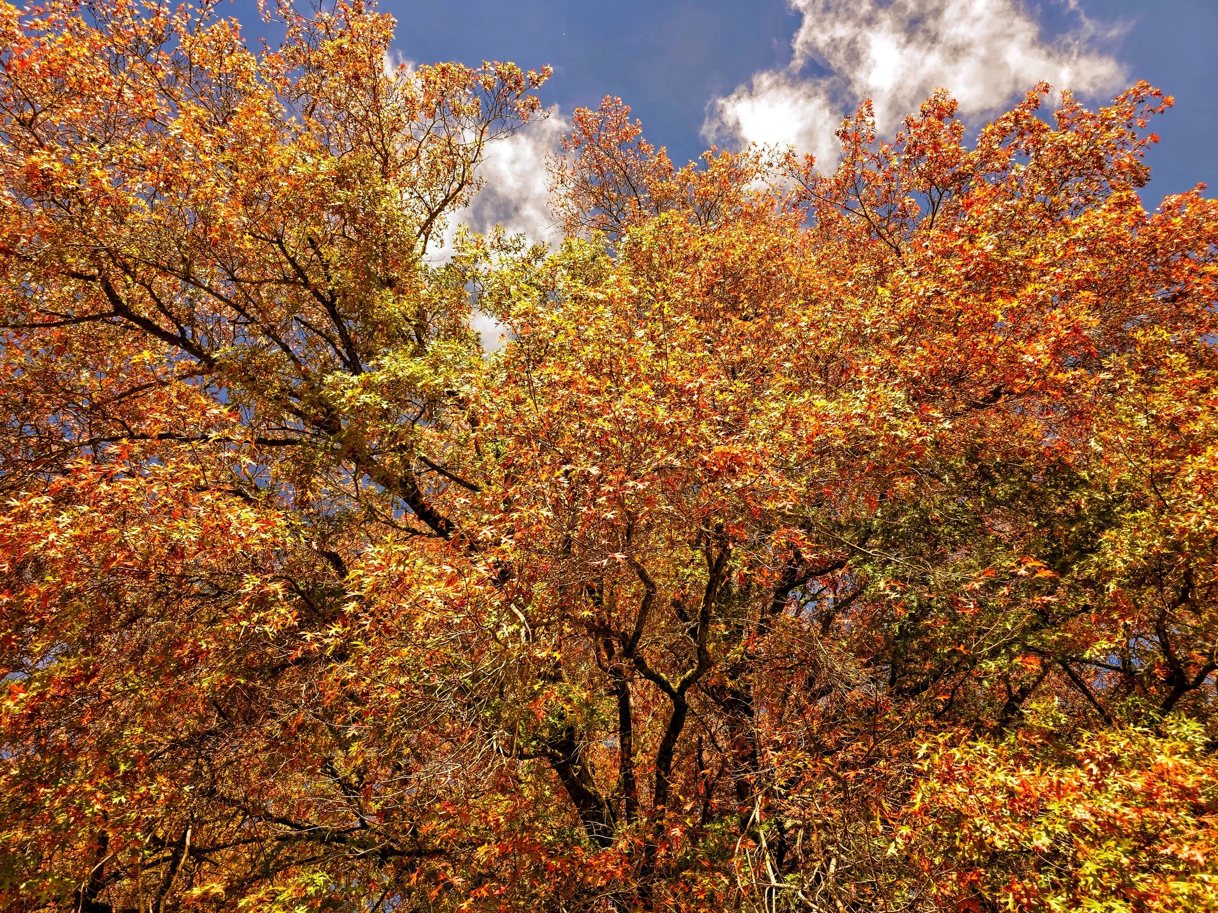 Samhain Autumn leaves.jpg