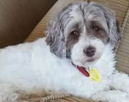 Arniya offers healings on all animals. She supports people as their pets cross the rainbow bridge.