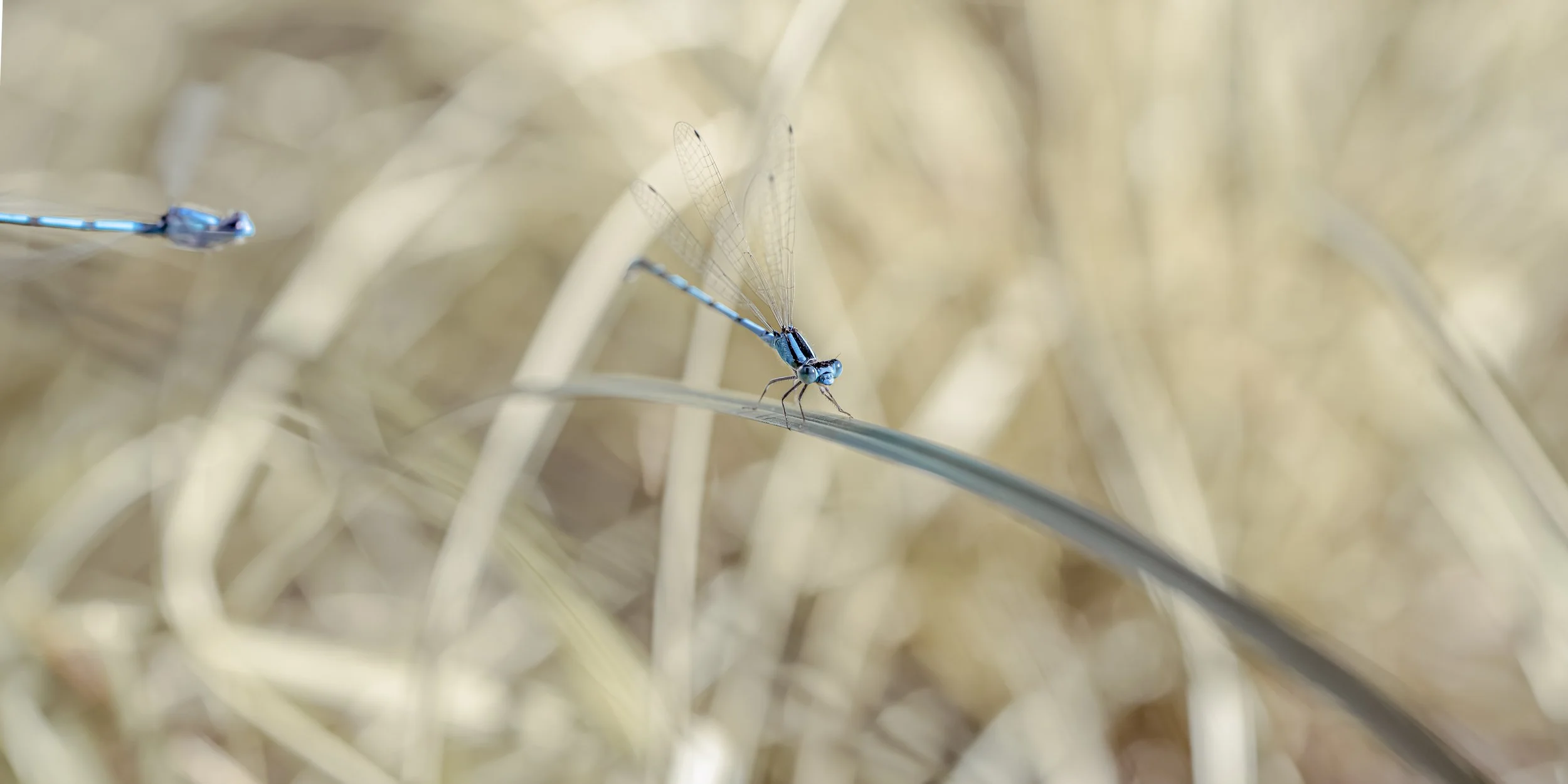 20210226-photoshop df png.jpg