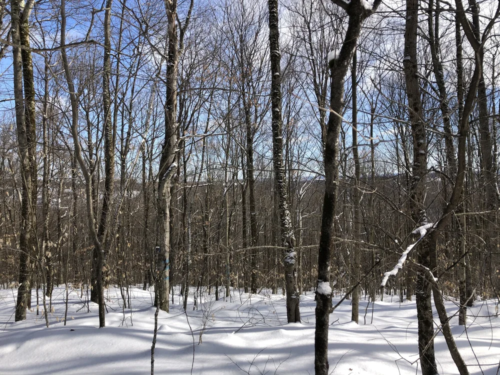 Mt. Roderick Loop | Trails Less Traveled | Central NY