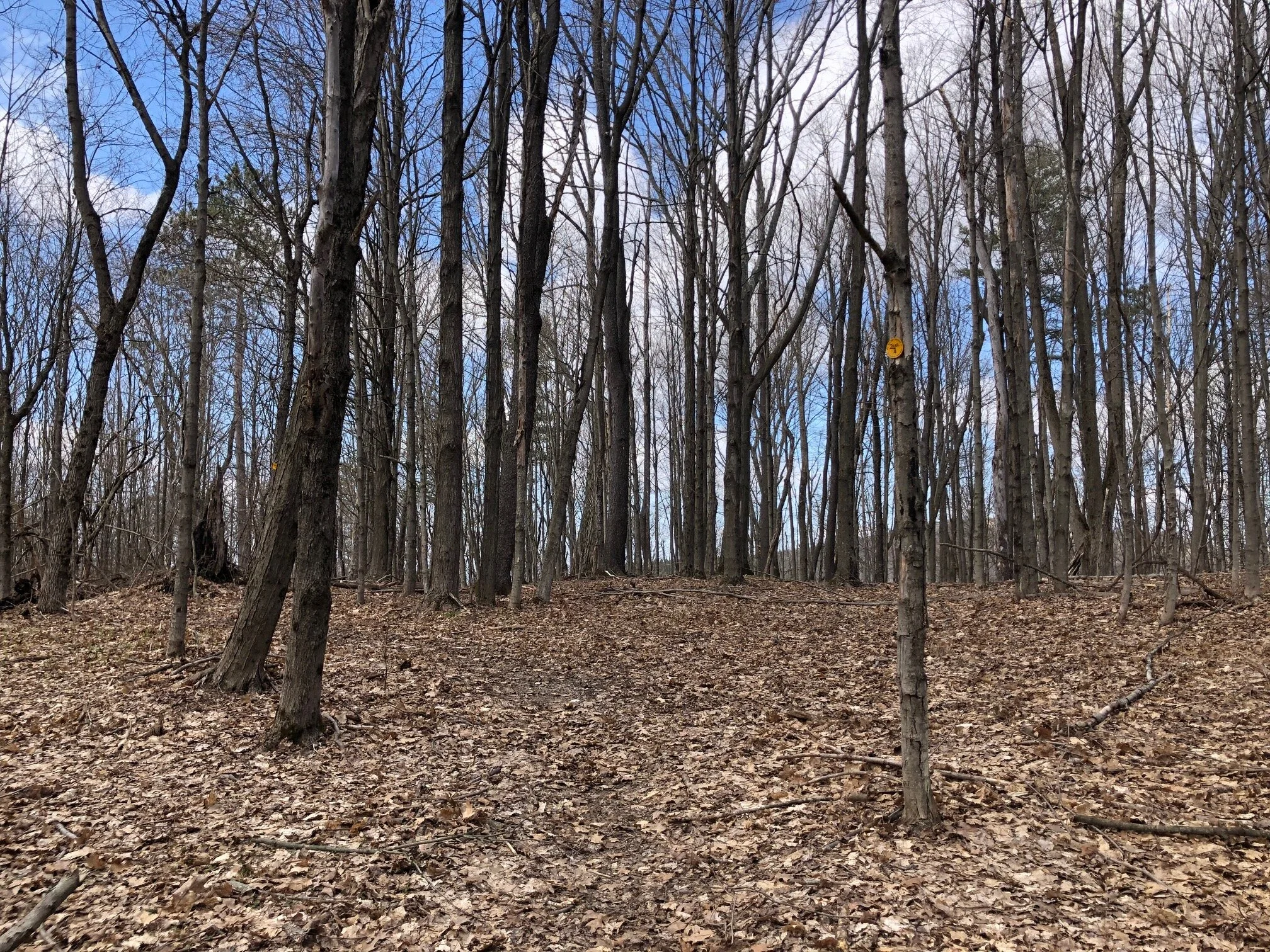 Yellow #4 trail