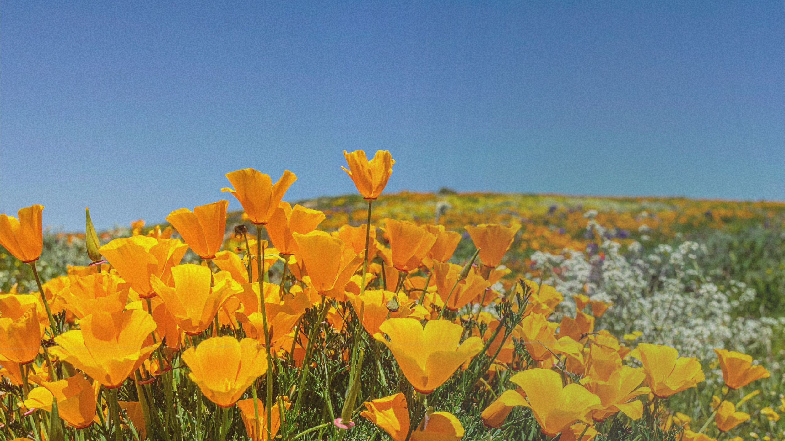 Emerging from Winter with Spring Intentions | Part 3