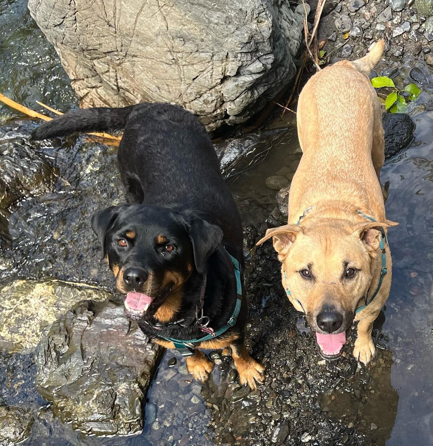 Happy International Dog Day from Rhonda and Stanley! They hope you all have the very best weekend full of swims, treads and belly rubs! 😉
.
.
.
.
#internationaldogday #adoptdontshop #rescuedog #happydogs #liveyourbestlife #dogsmiles