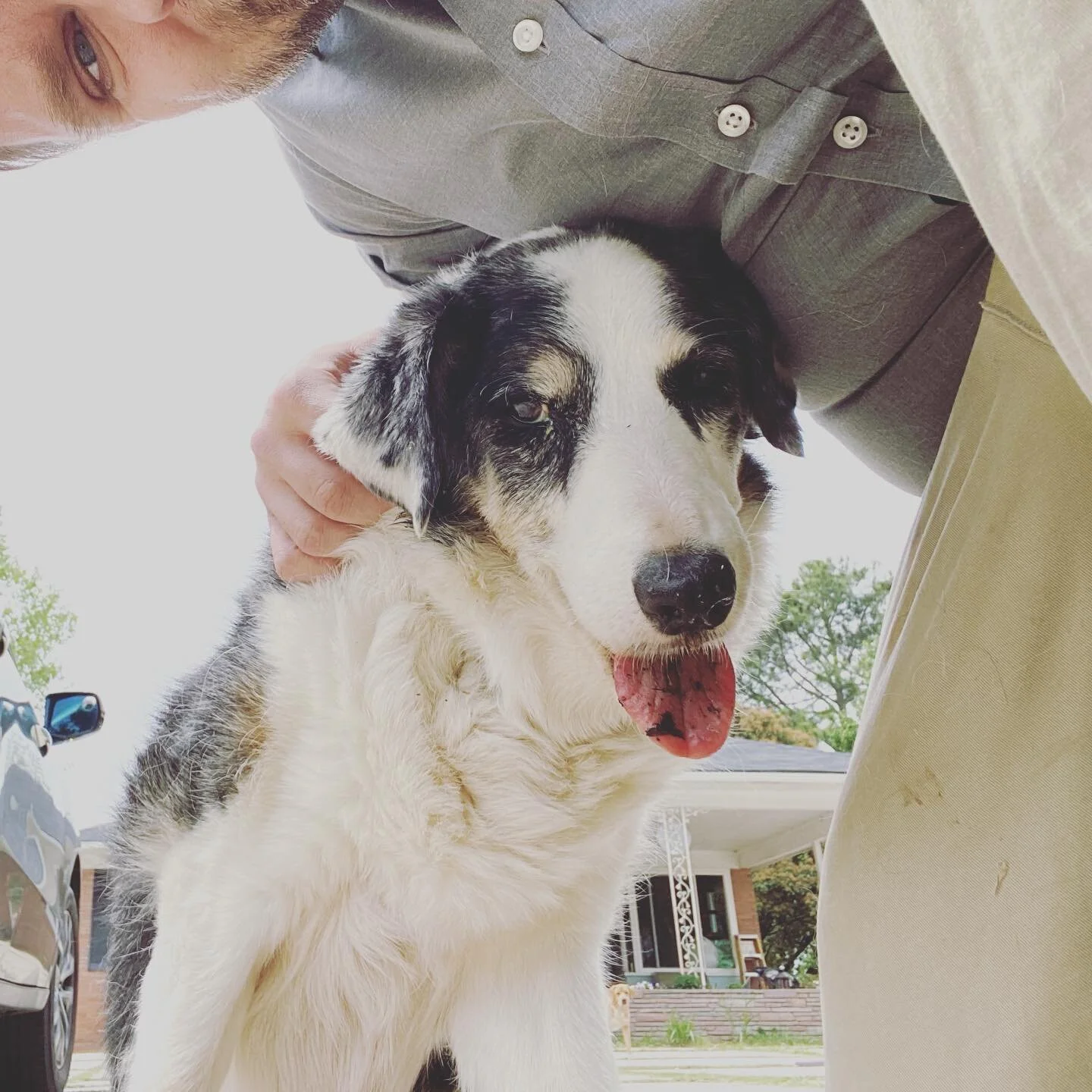 This is Gracie. She showed up at my house 8 years ago when I was living in Newberry. After living a fun life with me and a free life at my in-laws the past few years today we had to say goodbye. She was gentle, ditsy, and sweet. &hearts;️ Rest well.