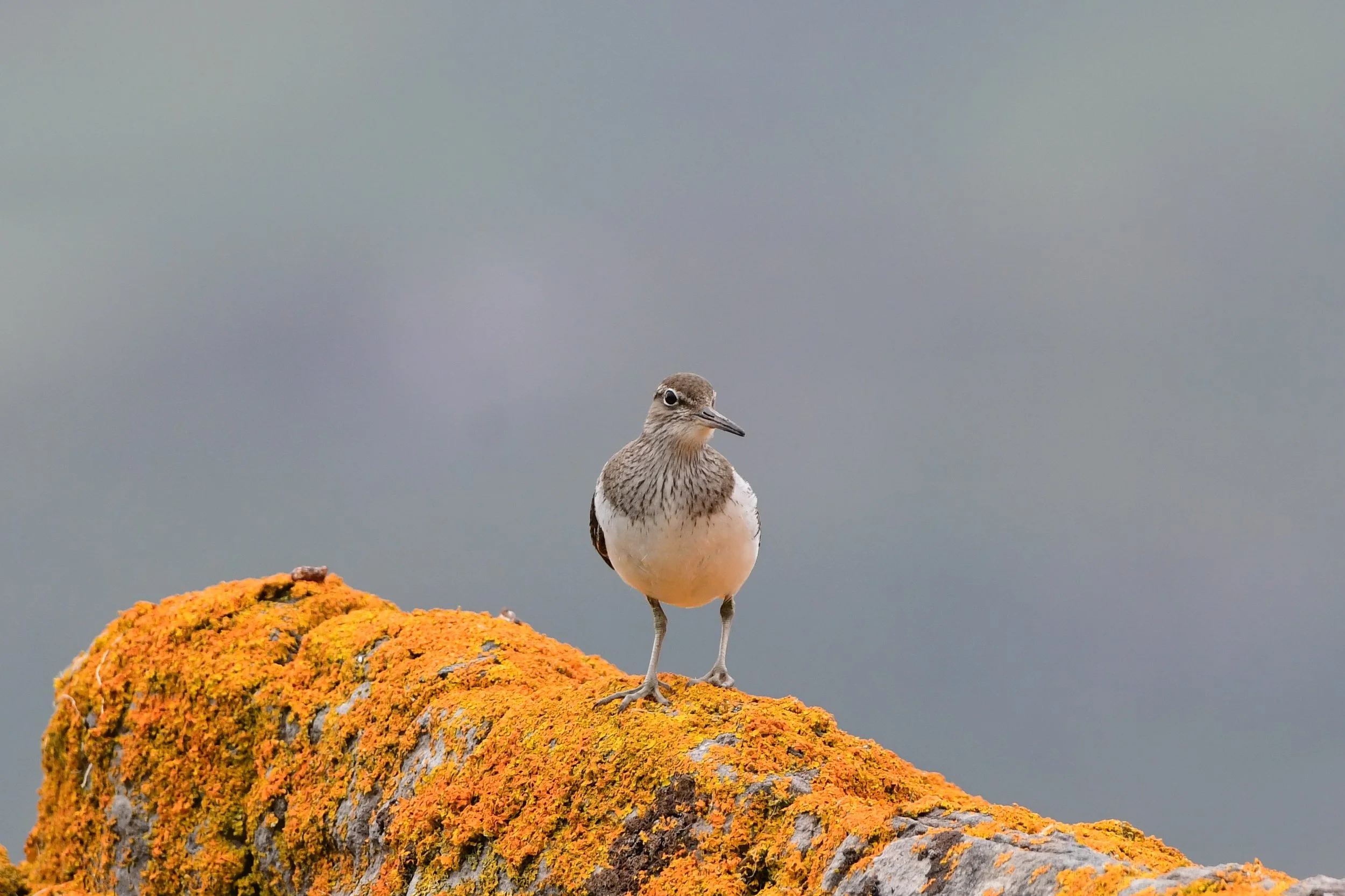 Common Sandpiper.JPG