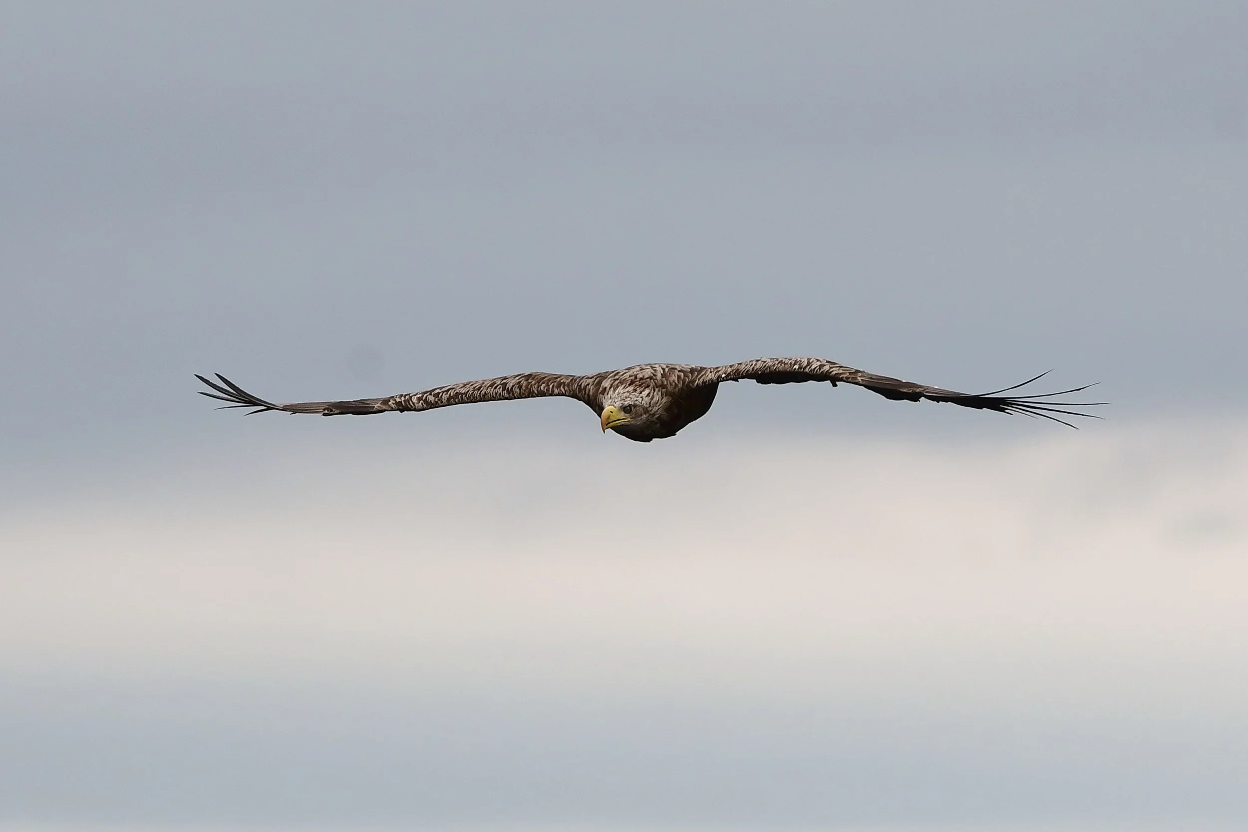 White-tailed Eagle 7, Loch Shiel, june 2024.jpg