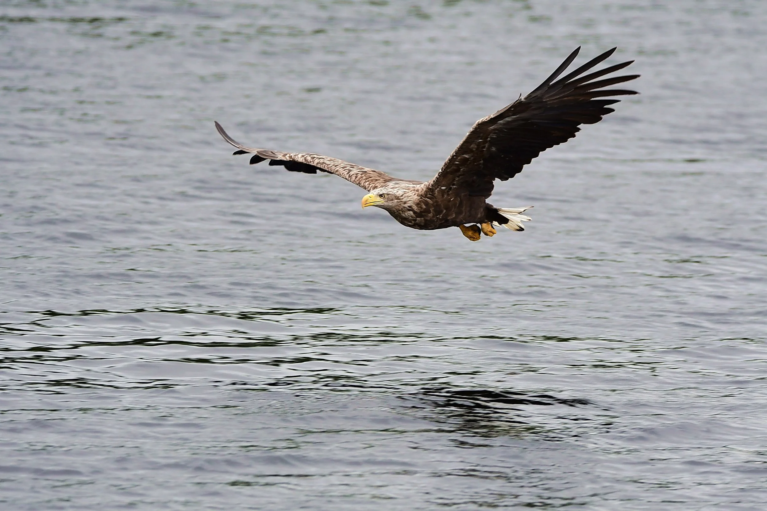 White-tailed Eagle 14, Loch Shiel, june 2024.jpg