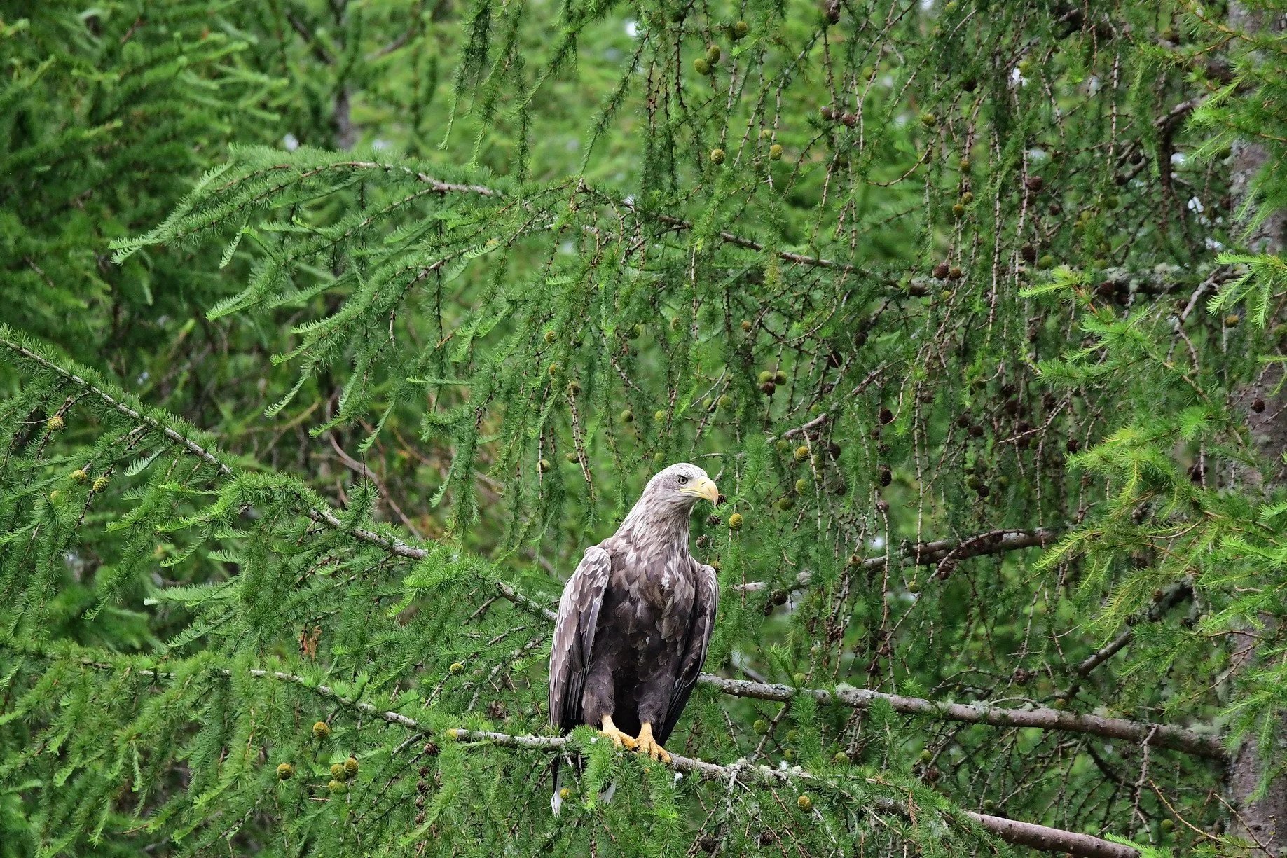 White-tailed Eagle 5, Loch Shiel, june 2024.jpg