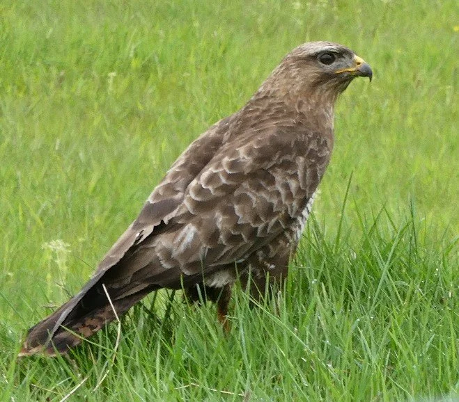 Buzzard.JPG