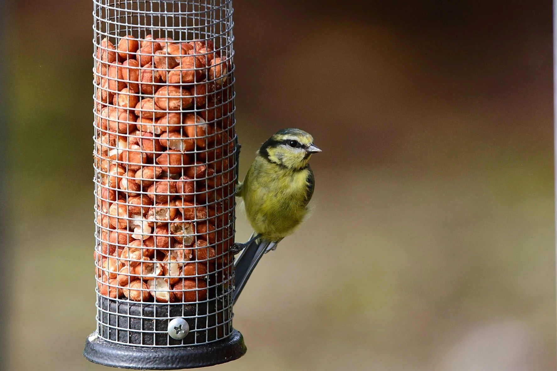 BlueTit.jpg