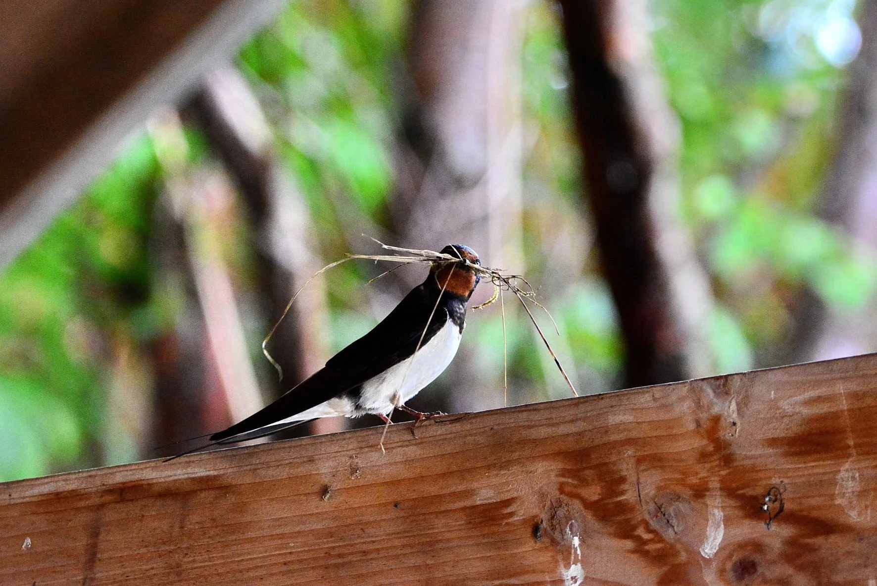 Swallow in car port.JPG