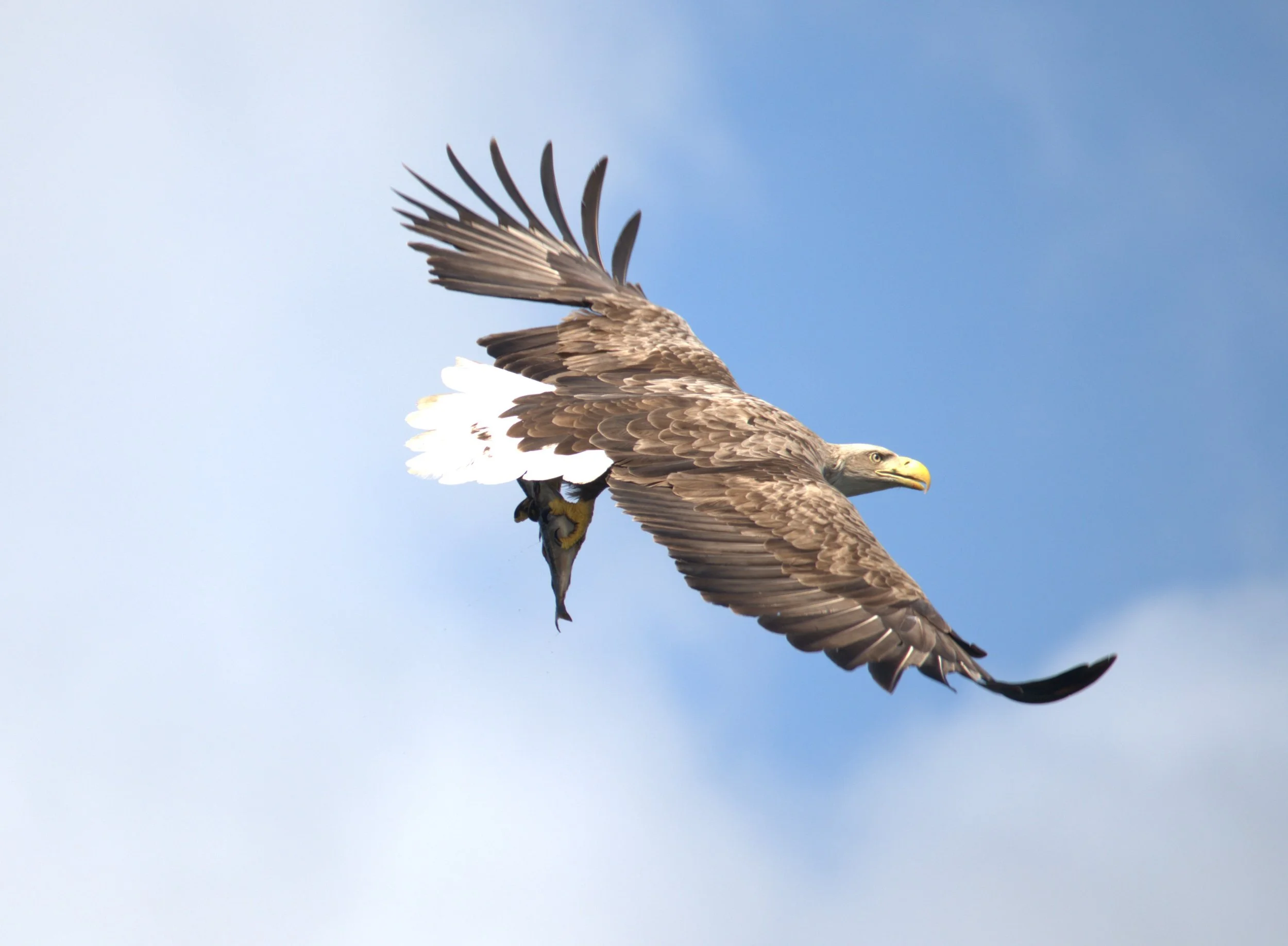 White Tailed Eagle 1.jpg