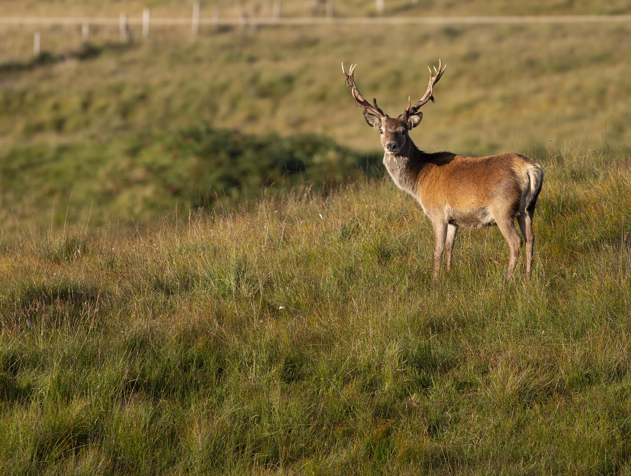 young stag1.jpg