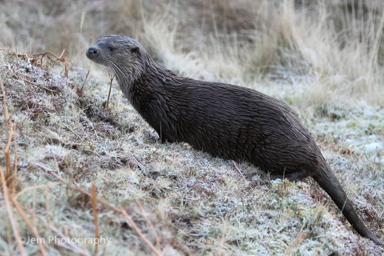 Otter at Greenwood retreat.JPG.webp