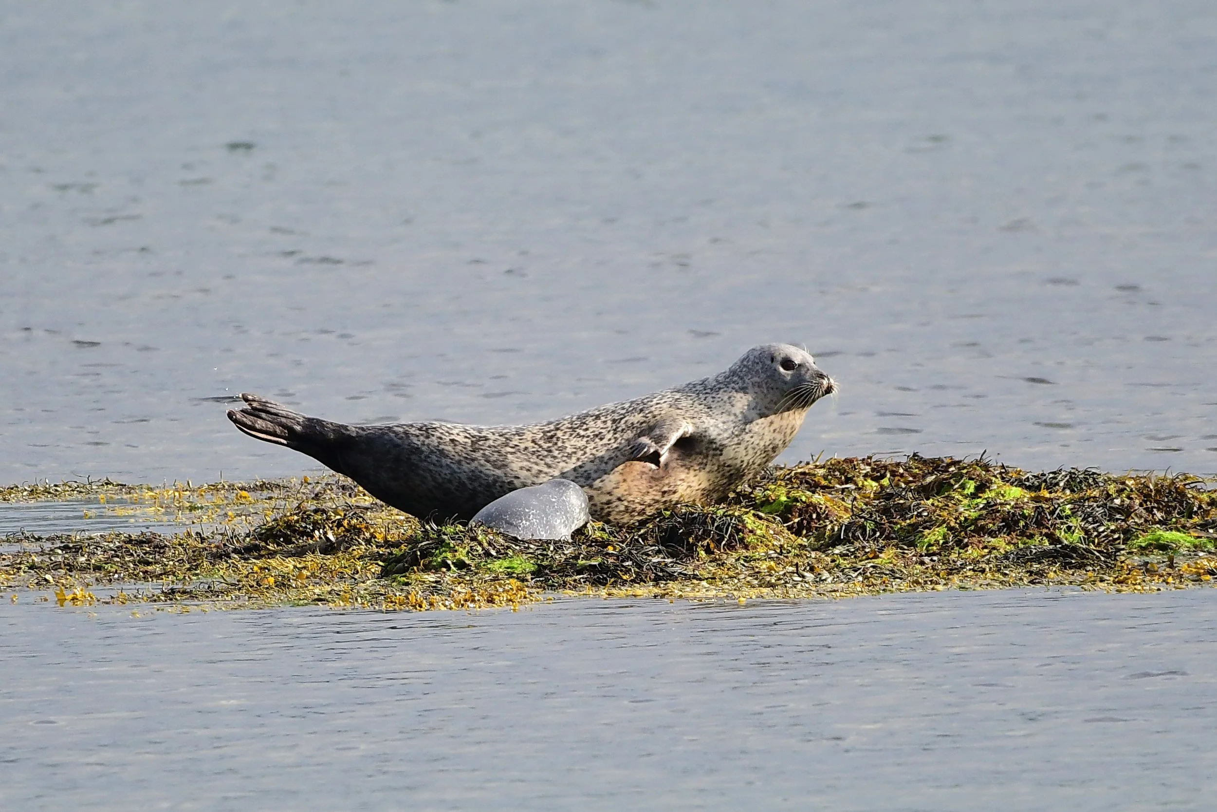 Common Seal with pup suckling.JPG