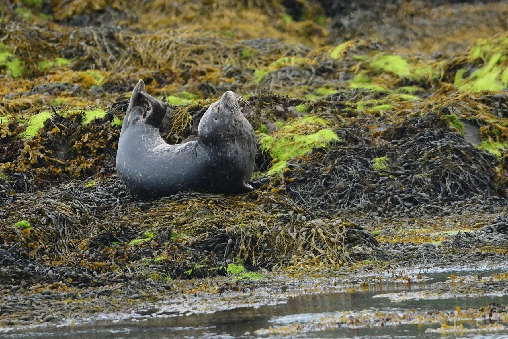 Common Seal 5.JPG
