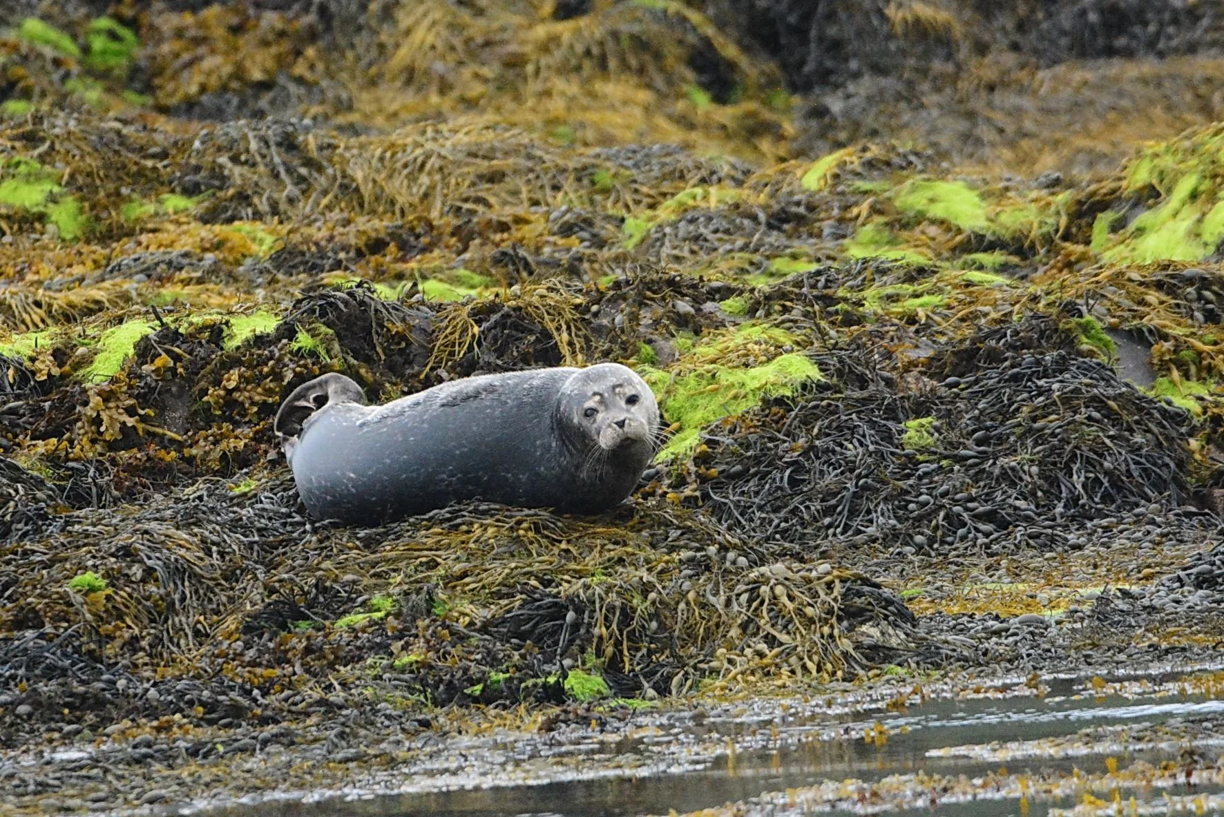 Common Seal 6.JPG