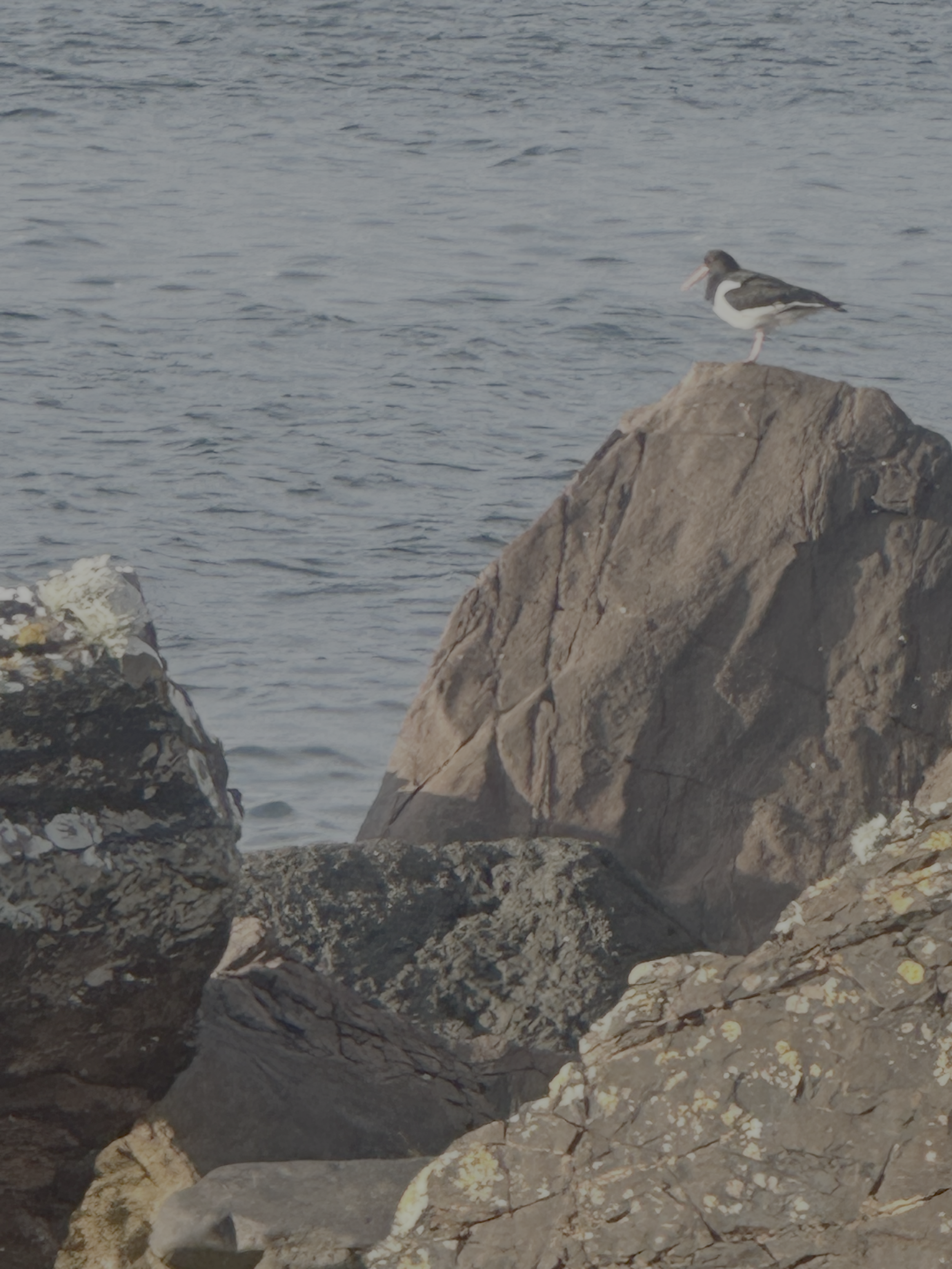 oystercatcher at Greenwood