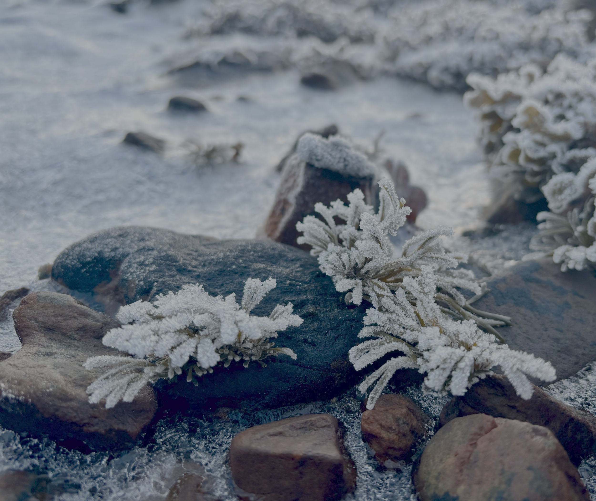 frosty seaweed.png