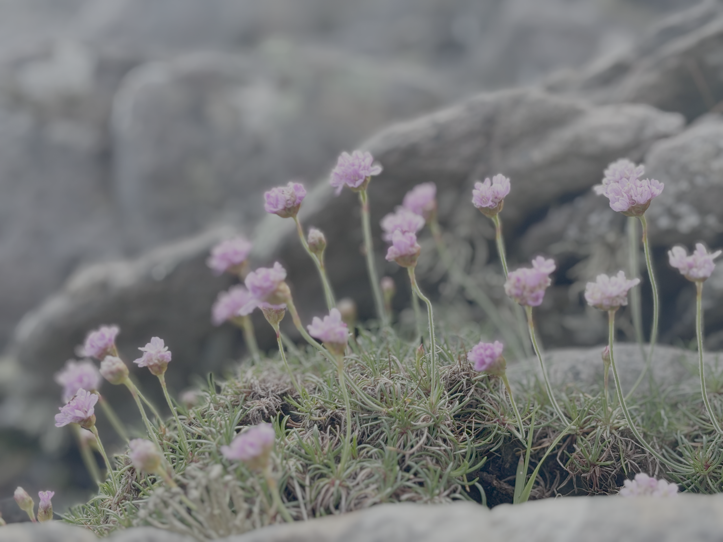 beach flowers.png