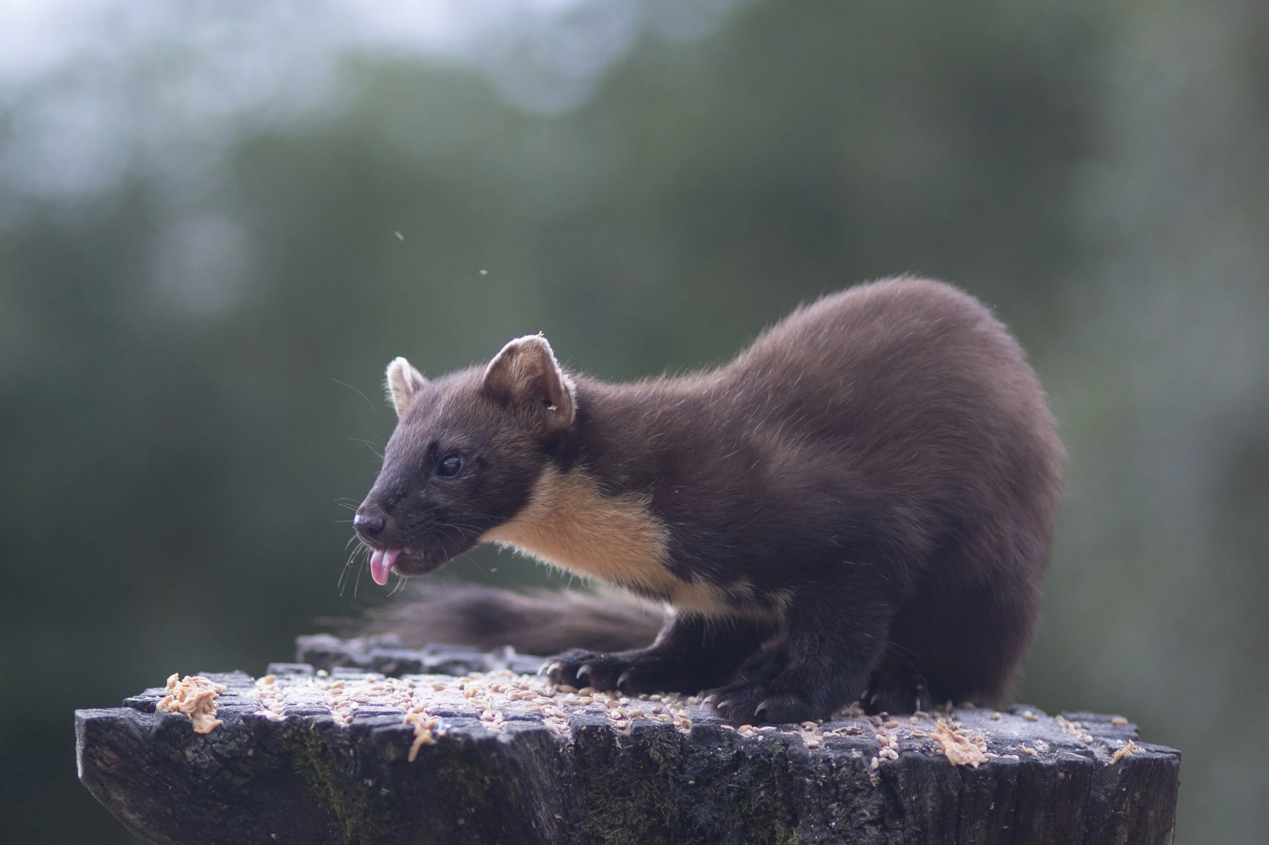 Pine Marten.jpg