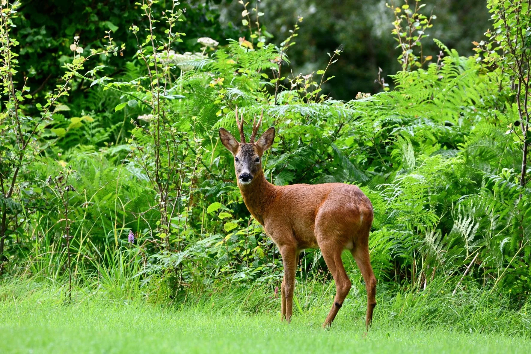 Roe Deer buck outside the folly 2.JPG