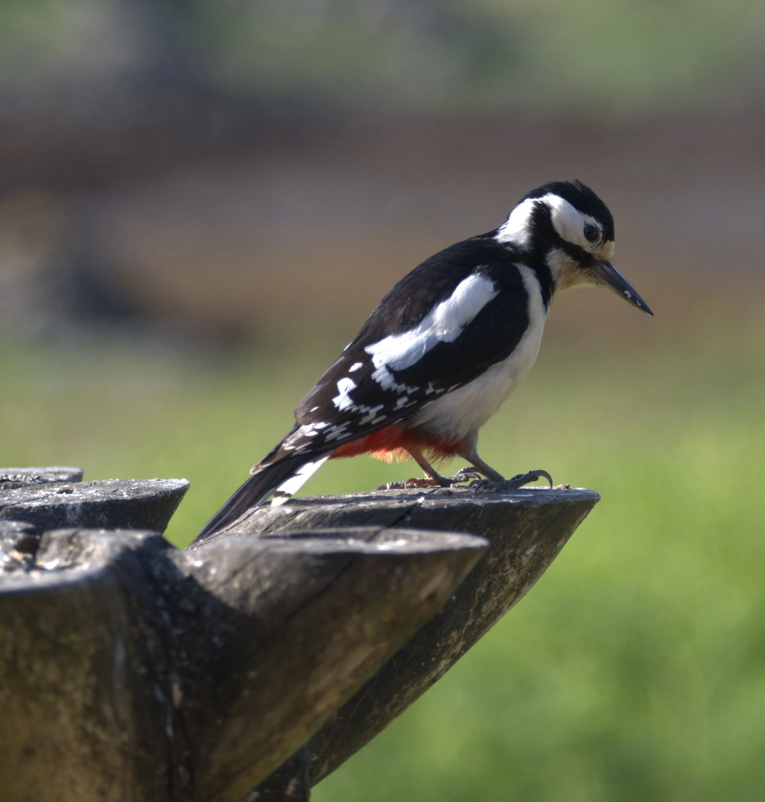 Woodpecker1.jpg