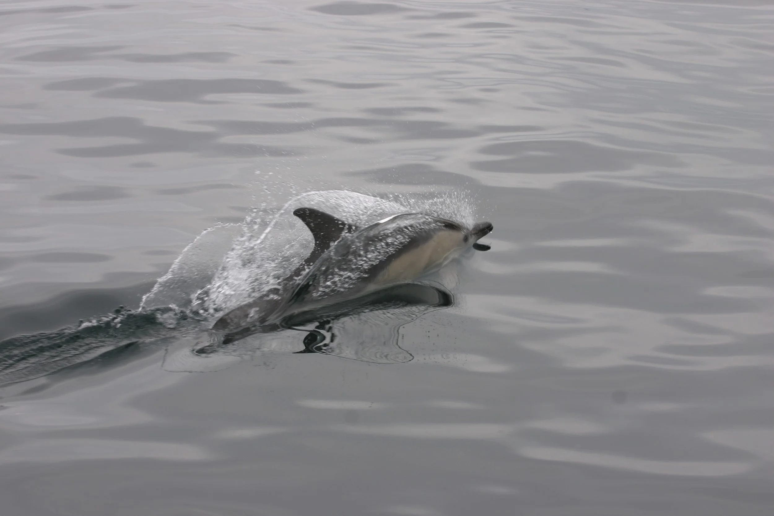 porpoise loch Sunart