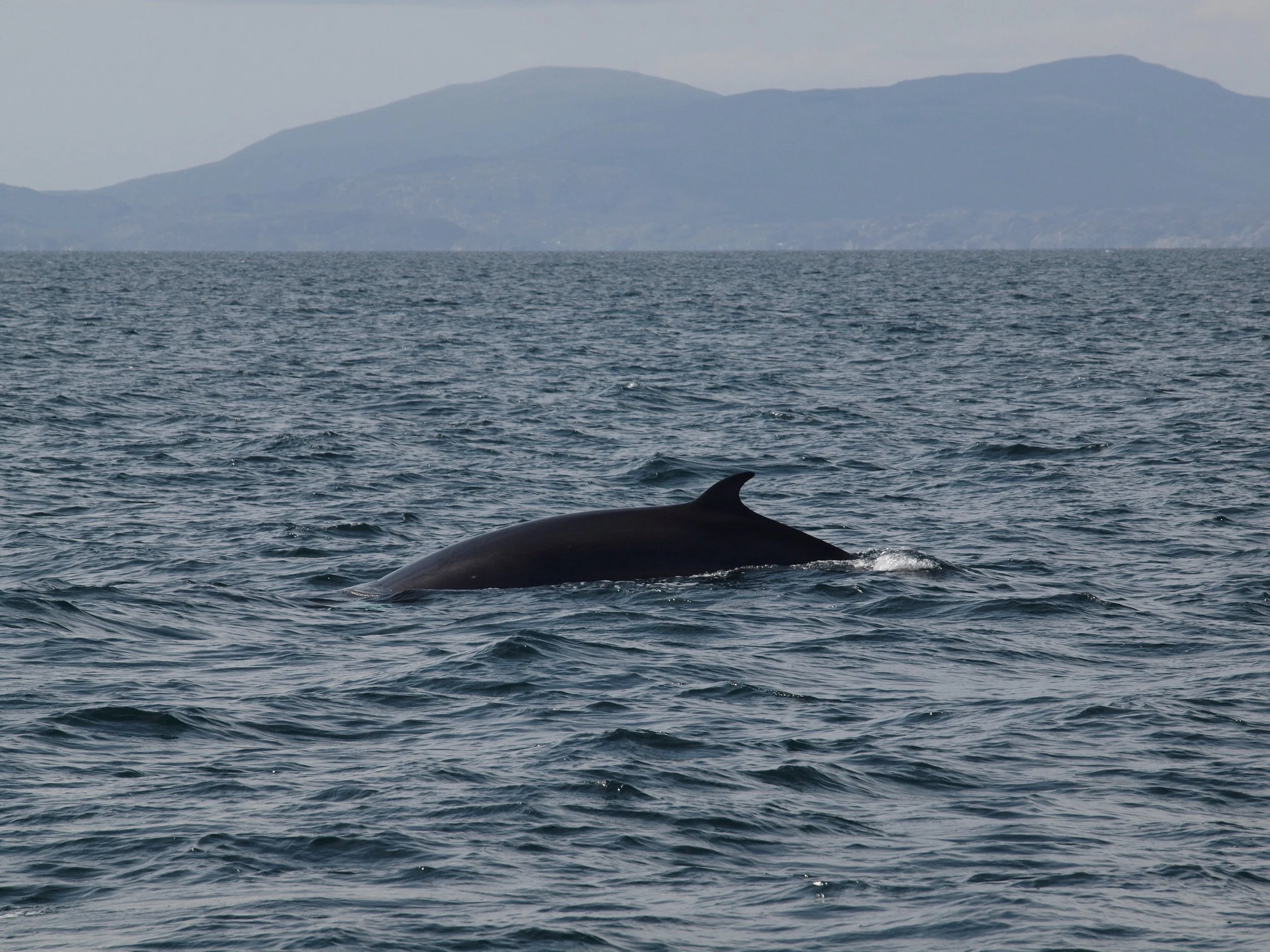 whale loch Sunart