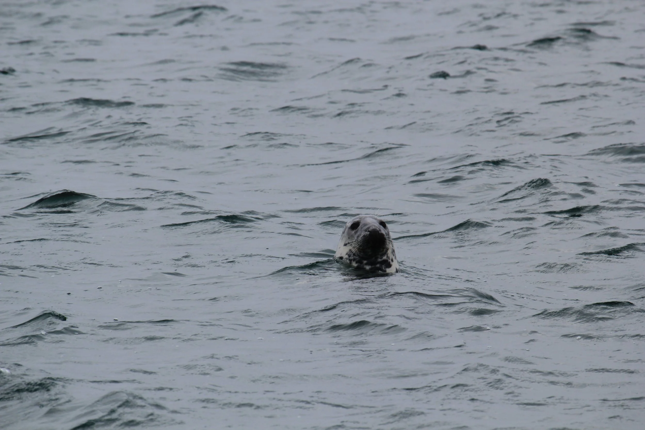 seal loch Sunart