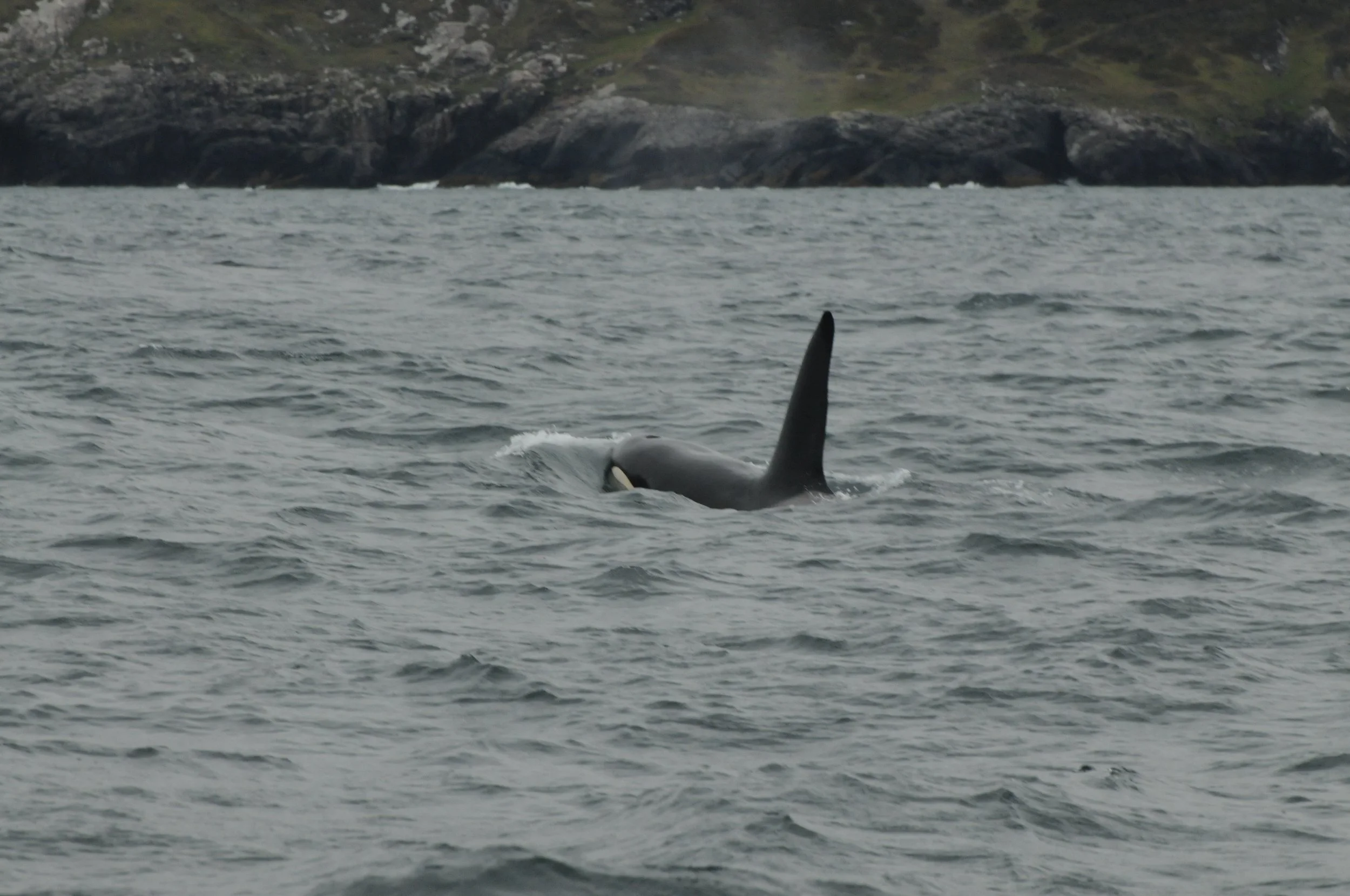 Orca Sound of Mull