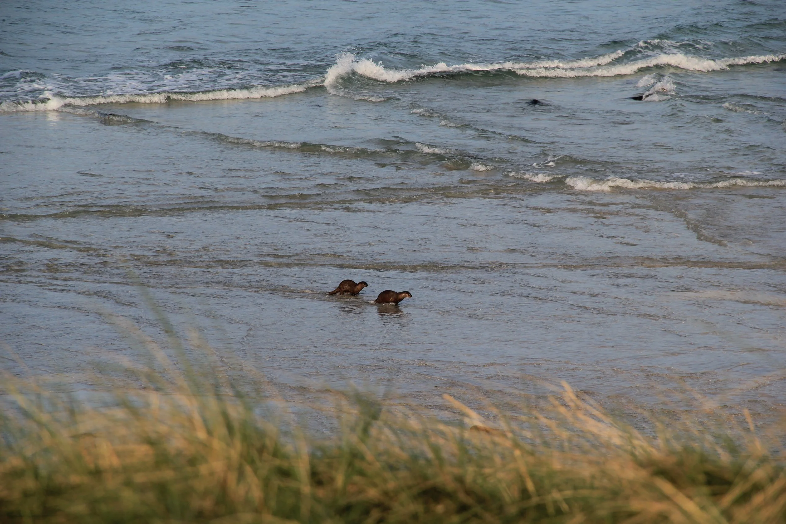 Otters on the shore Kilchoan