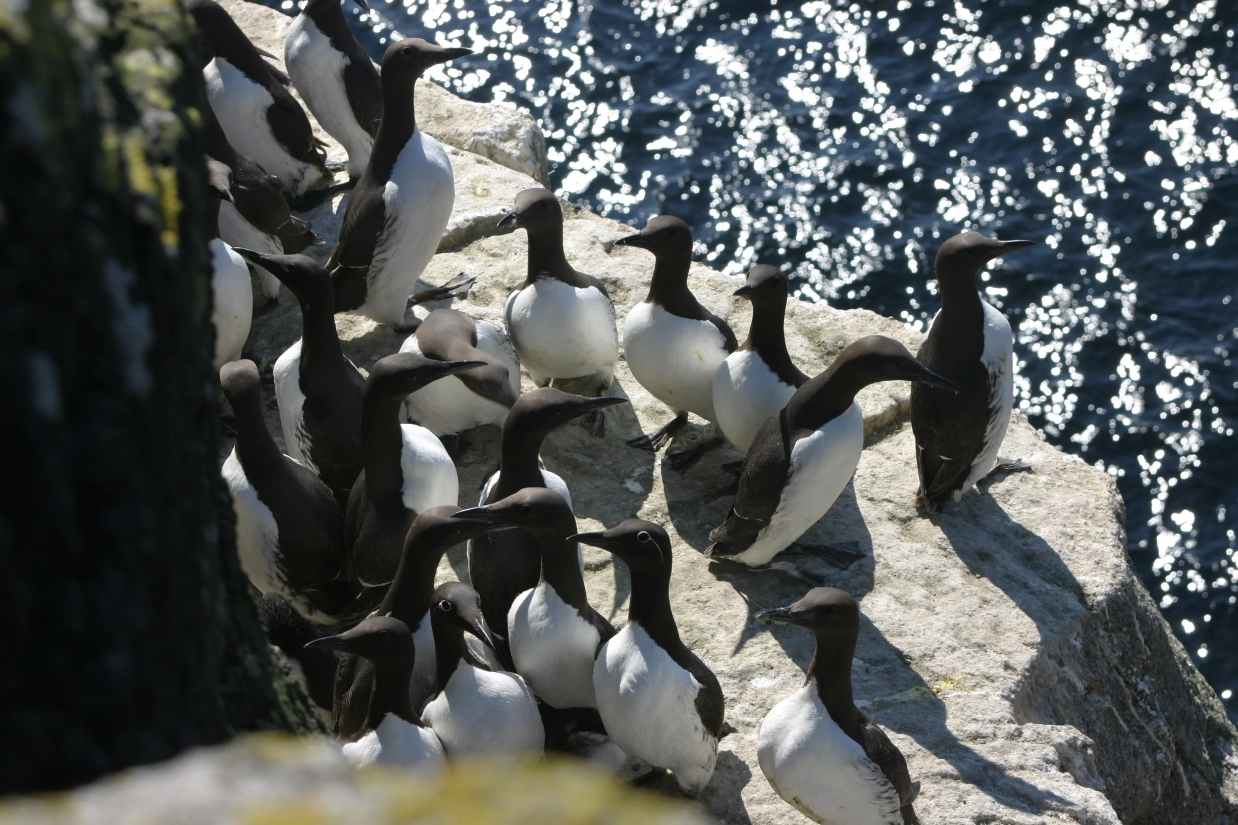 Treshnish isles. Staffa Tour