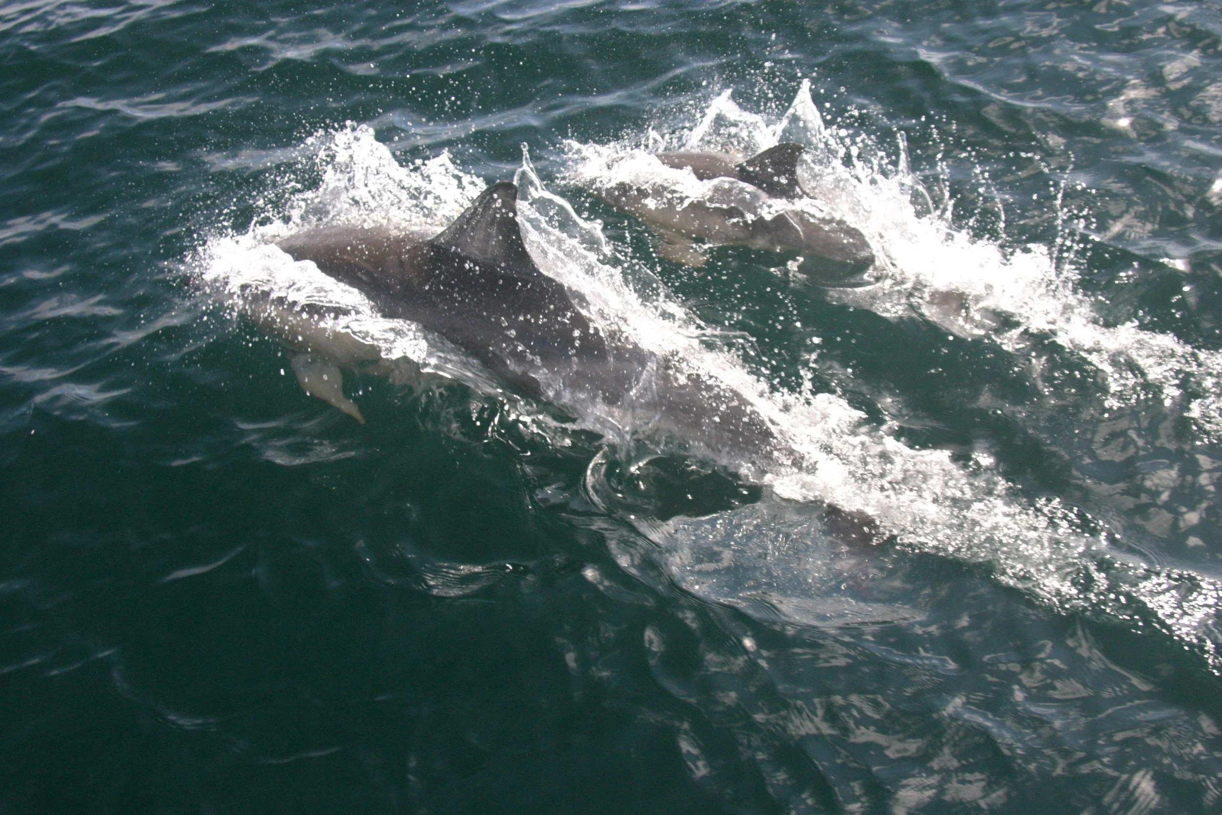 Dolphins sound of mull. 
