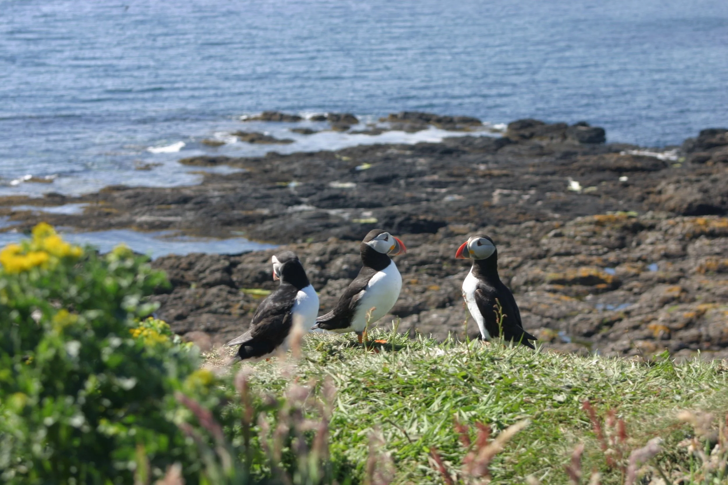 Puffins, Lunga. Staffa tour