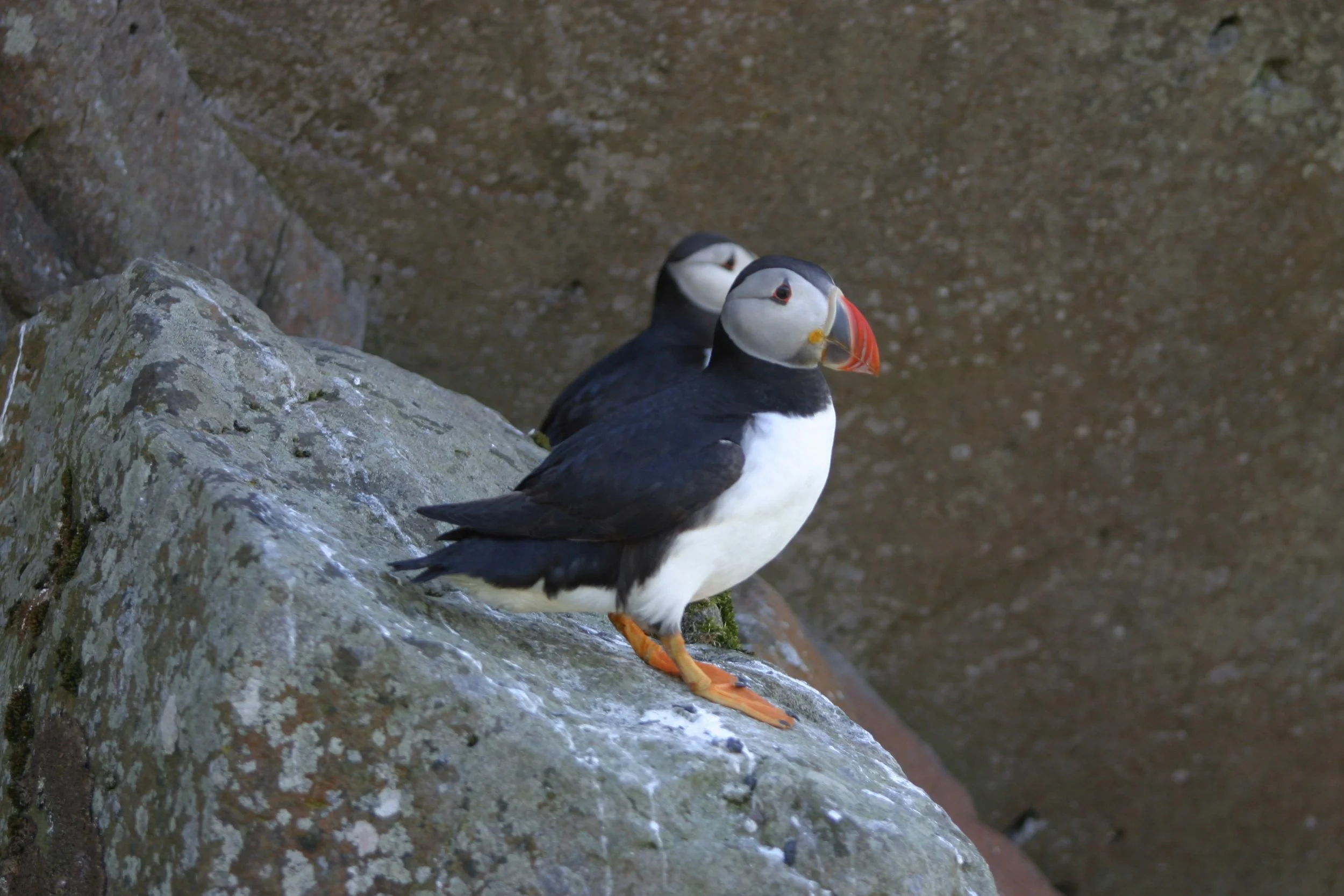 puffin staffa tours