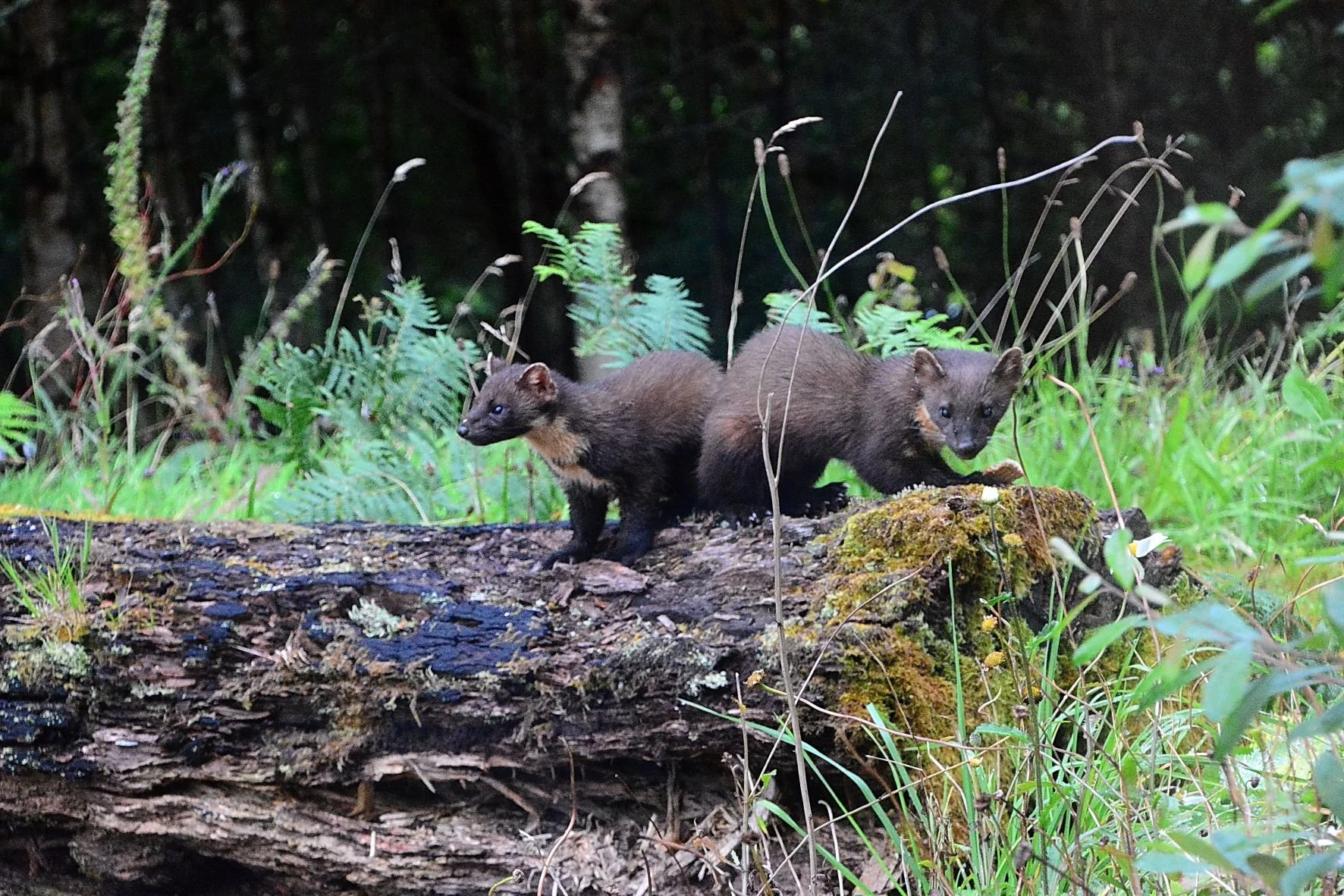 Pine Marten 3.jpg